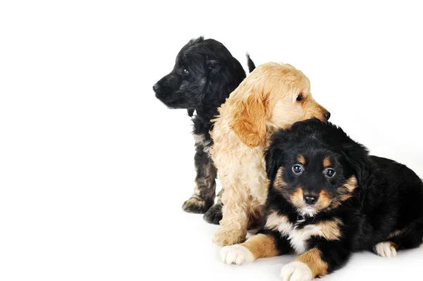 Small puppies — Stock Photo, Image
