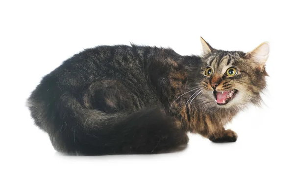 Szürke csíkos macska — Stock Fotó
