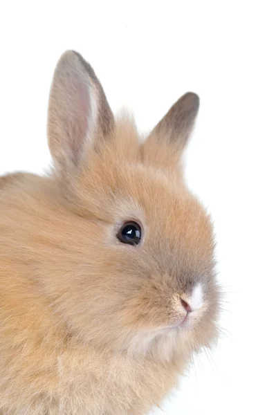 Brązowy królik puszyste — Zdjęcie stockowe