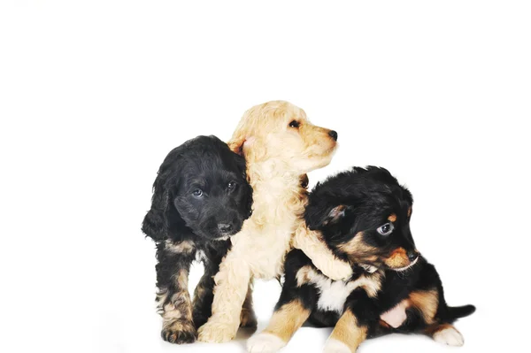 Small puppies — Stock Photo, Image