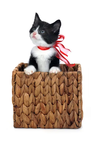 Söt kattunge i lådan — Stockfoto