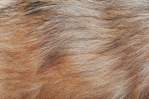 Brown dog wool — Stock Photo, Image