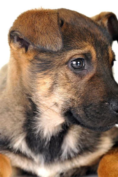 stock image Brown dog