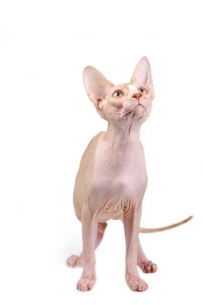 Єгипетський лисий кішка — стокове фото