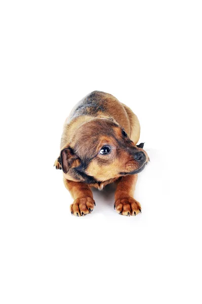 갈색 개 — 스톡 사진