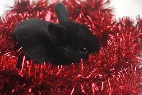 Schattige kleine konijn — Stockfoto