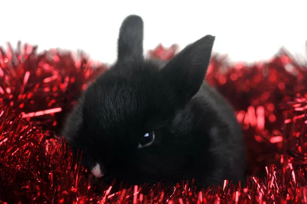 Маленький красивый кролик — стоковое фото