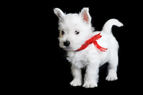Biały szczeniak z czerwoną wstążką — Zdjęcie stockowe