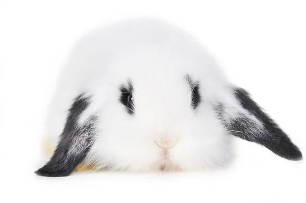 Bellissimo coniglio — Foto Stock