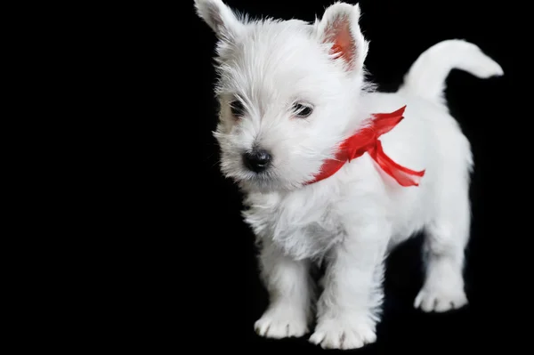 Cachorrinho branco com fita vermelha — Fotografia de Stock