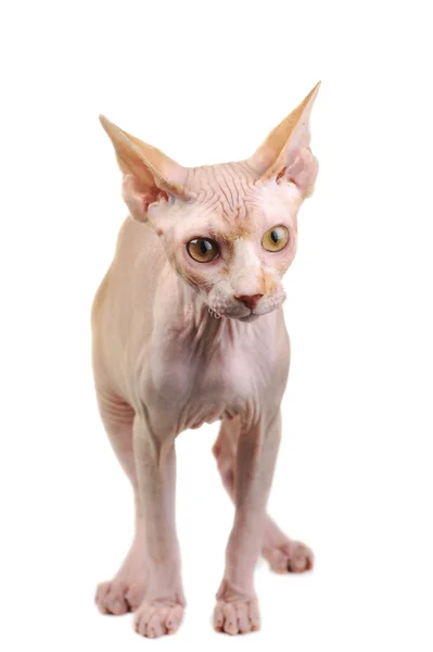 Bald cat — Stock Photo, Image