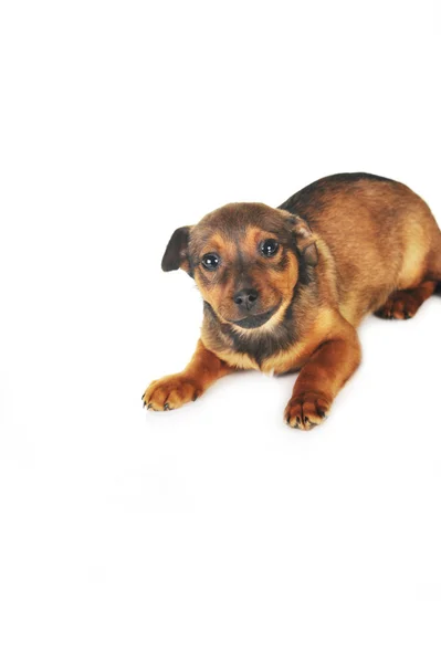 Brown dog — Stock Photo, Image