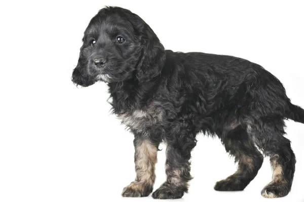 Câine negru — Fotografie, imagine de stoc