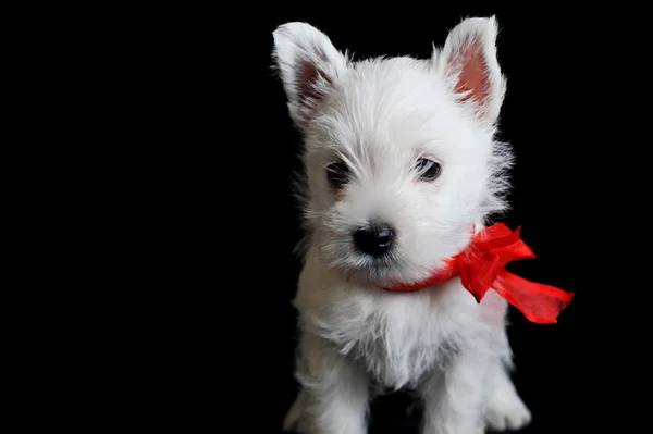Witte pup met rood lint — Stockfoto