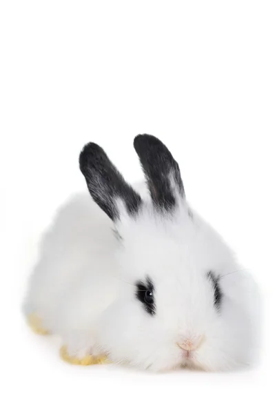 L güzel tavşan — Stok fotoğraf