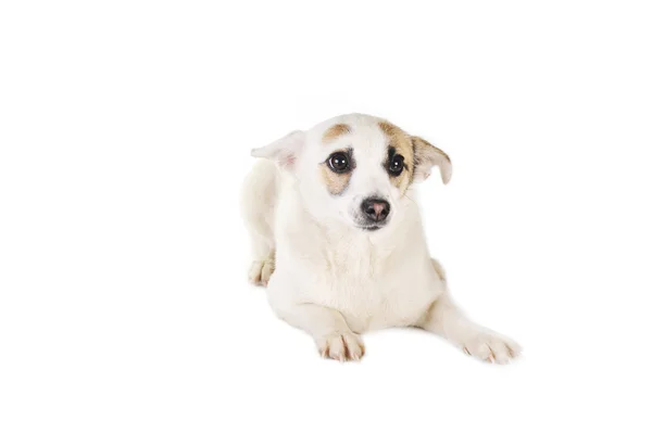Weißer Hund — Stockfoto