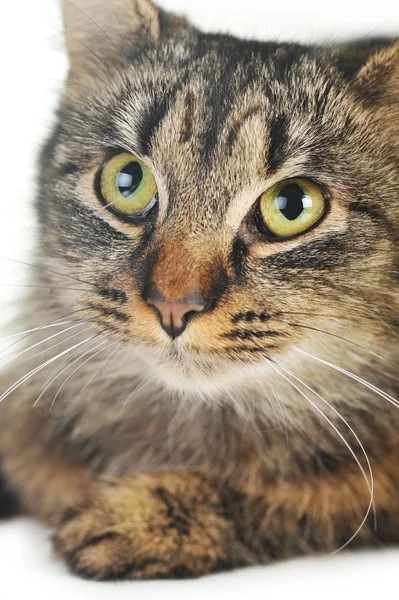 Gri çizgili kedi — Stok fotoğraf
