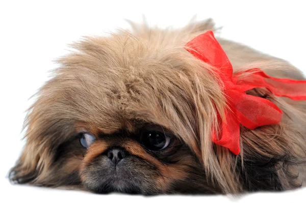Filhote de cachorro com fita vermelha — Fotografia de Stock