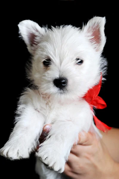 Cucciolo bianco con nastro rosso — Foto Stock