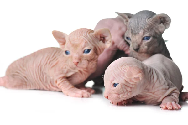 Söt skallig baby katter på nära håll — Stockfoto