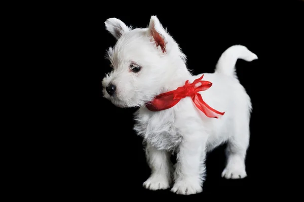 Witte pup met rood lint — Stockfoto