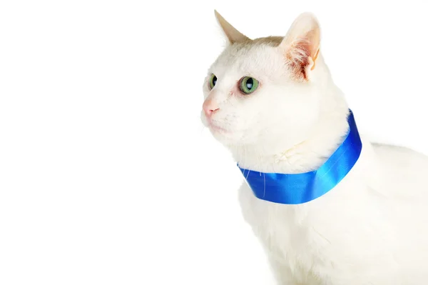 Katt med blå band — Stockfoto