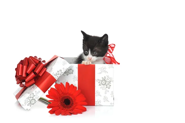 Μικρό χαριτωμένο γατάκι με κιβώτιο δώρων — Φωτογραφία Αρχείου
