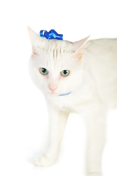 Kot z niebieską wstążką — Zdjęcie stockowe