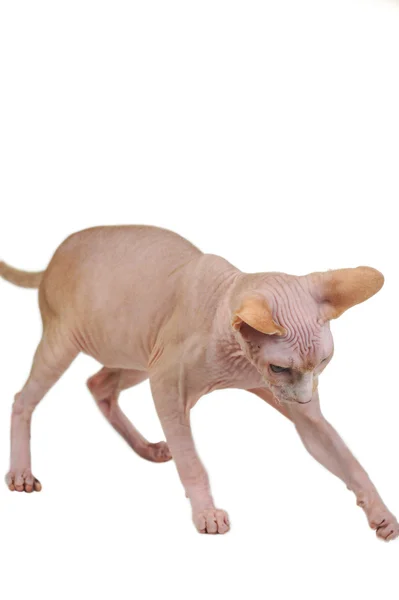 대머리 고양이 — 스톡 사진