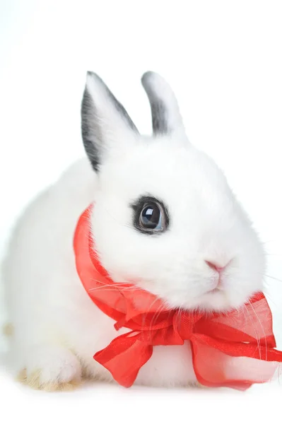 Kleine mooie konijn met rood lint — Stockfoto