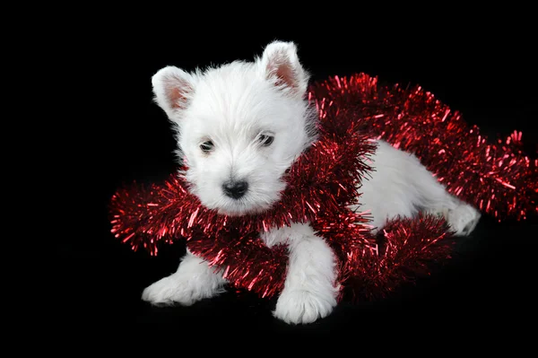 Cucciolo bianco con nastro rosso su nero — Foto Stock