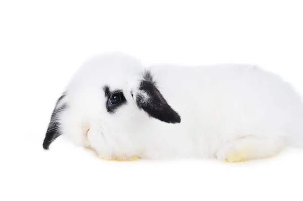 L krásný králíkグレー白猫 — Stock fotografie