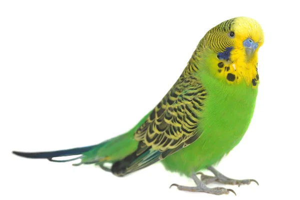 Portrait of budgerigar — Stock Photo, Image