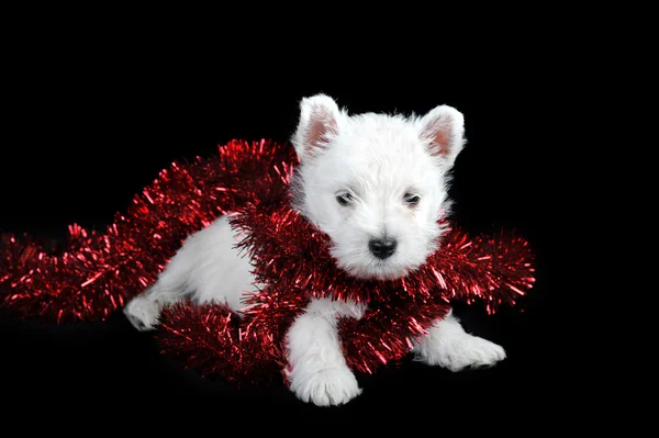 Bílé štěně s věnec — Stock fotografie