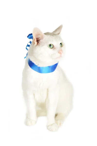 Cat with blue ribbon — Stock Photo, Image