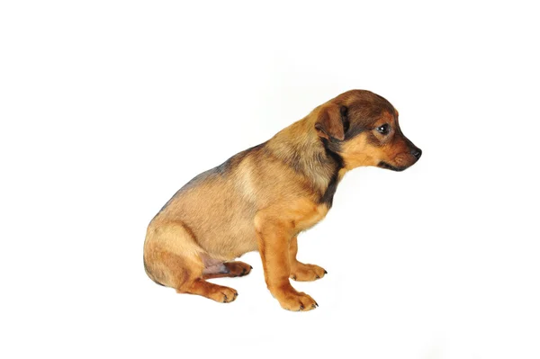Cão castanho — Fotografia de Stock