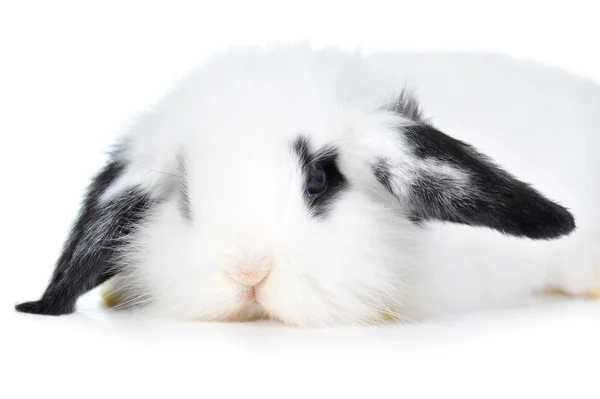 Piękny królik — Zdjęcie stockowe