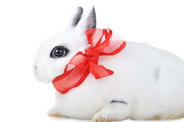 赤いリボンとウサギ — ストック写真