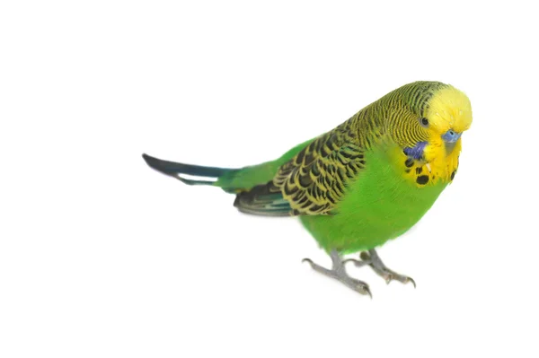 Portret Papugi faliste — Zdjęcie stockowe