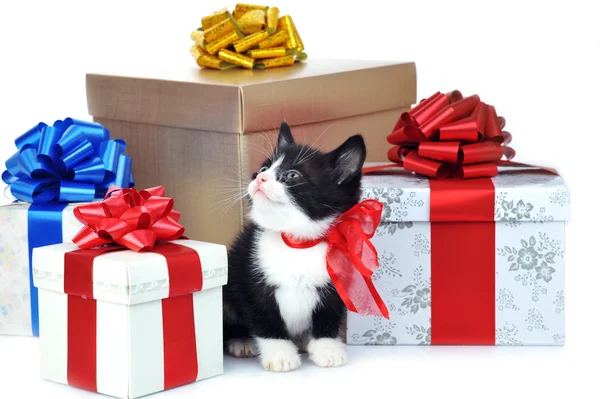 Μικρό χαριτωμένο γατάκι με κιβώτιο δώρων — Φωτογραφία Αρχείου