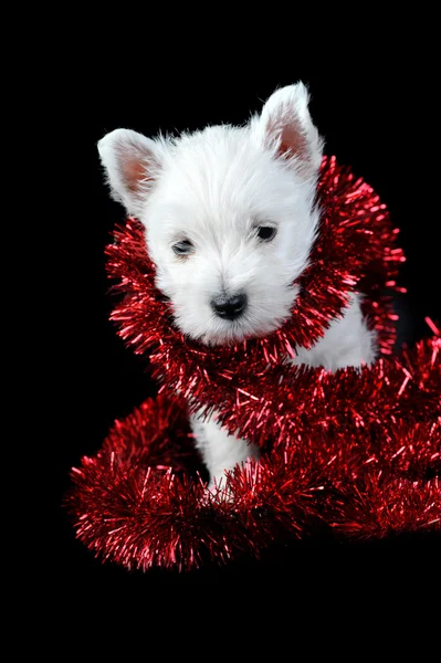 Cãozinho branco com guirlanda — Fotografia de Stock