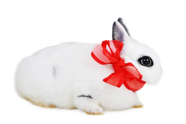 Rabbit with red ribbon — Stock Photo, Image