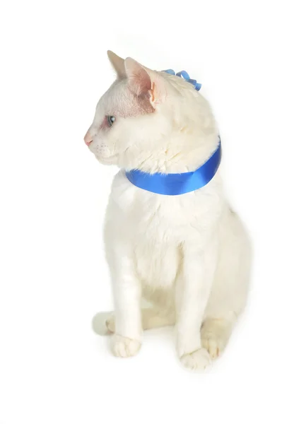Katt med blå band — Stockfoto