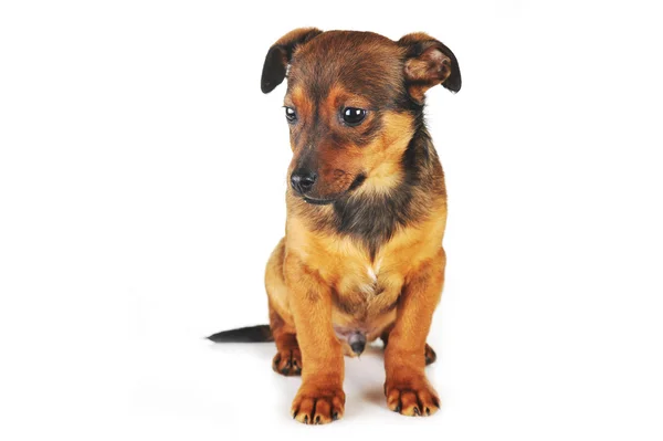 Câine brun — Fotografie, imagine de stoc