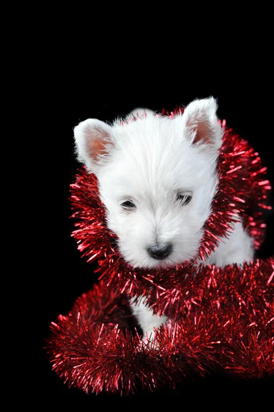 White puppy with garland — Stock Photo, Image