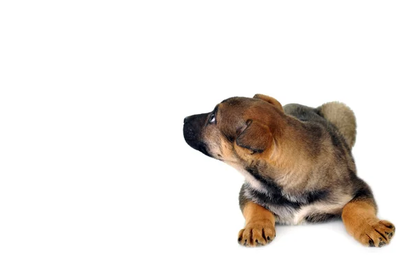 Cão castanho — Fotografia de Stock