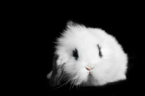 L beau lapin — Photo