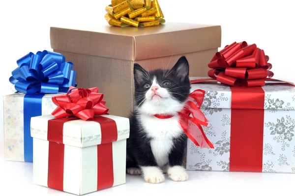 Pequeno gatinho bonito com caixa de presente — Fotografia de Stock