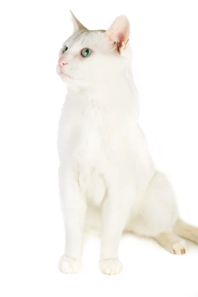 Beyaz yerli kedi — Stok fotoğraf