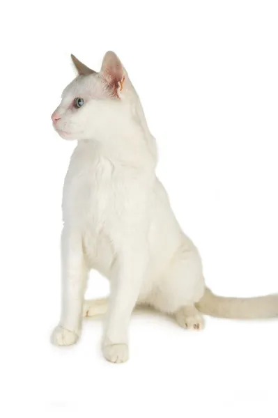 白色家猫 — 图库照片